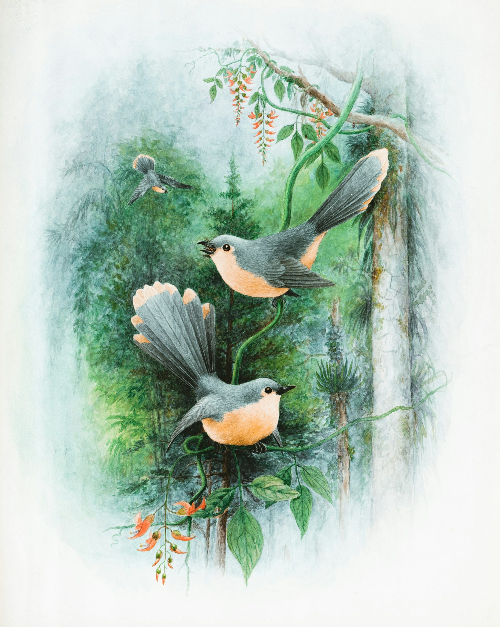 Aquarell von Brombeeren und Farben
